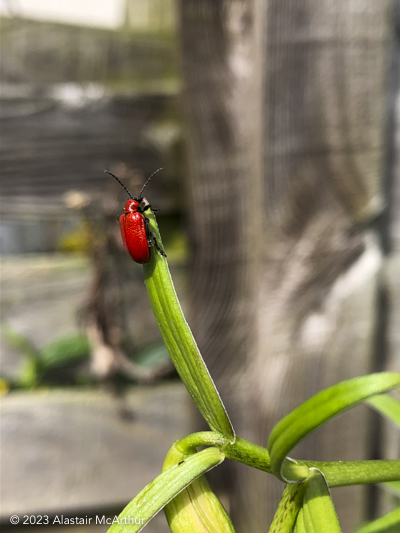 Red Bug. Edinburgh 2019.