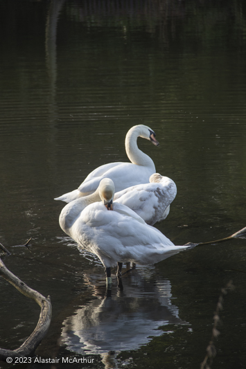 Swans. Blackford Pond Edinburgh 2023.