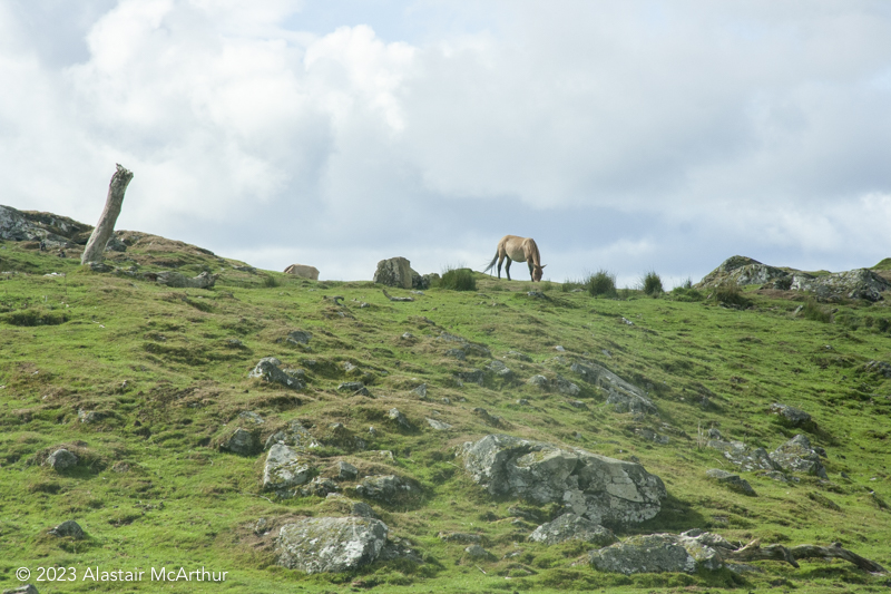 Hill Pony. Auchingarrich Wildlife Park, Comrie 2019