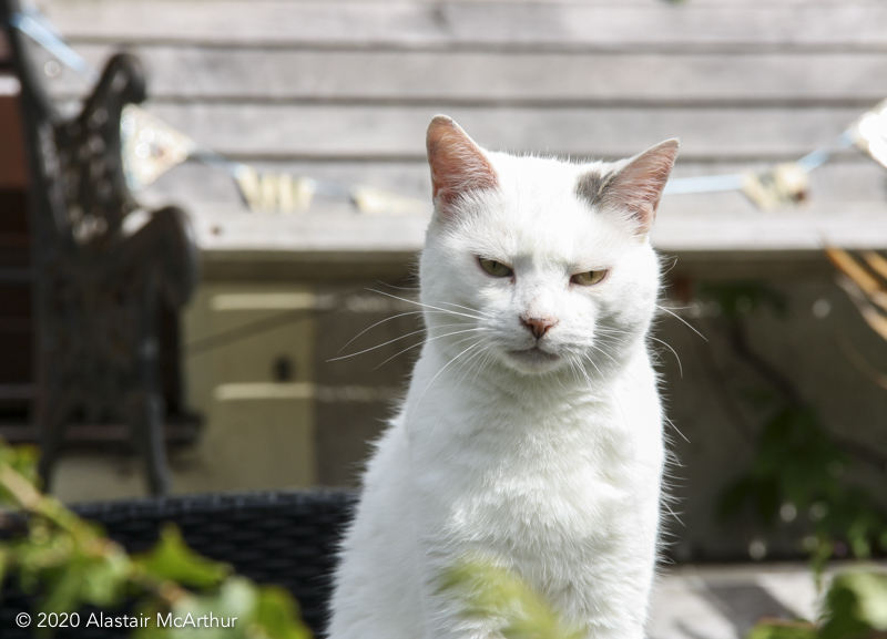 Angry white cat. Crinan Canal, Argyll 2017.