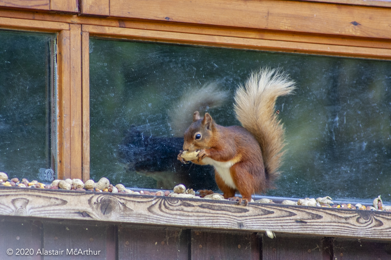 Red squirrel eating. Whinfell Forest 2012.