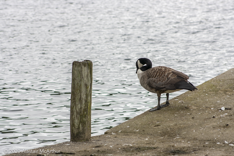 Duck by the water. Lake Windermere 2012.