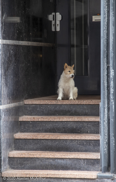 Jack Russell guarding the door. Amsterdam 2019.