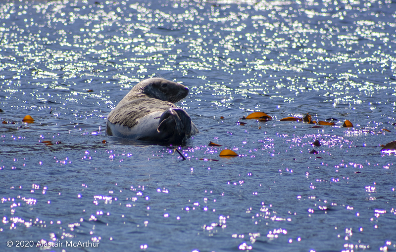 Seal in the sunlight. Isle of Jura, Argyll 2017.