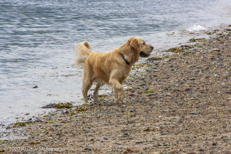 Golden Retriever. Brodick, Arran 2013.