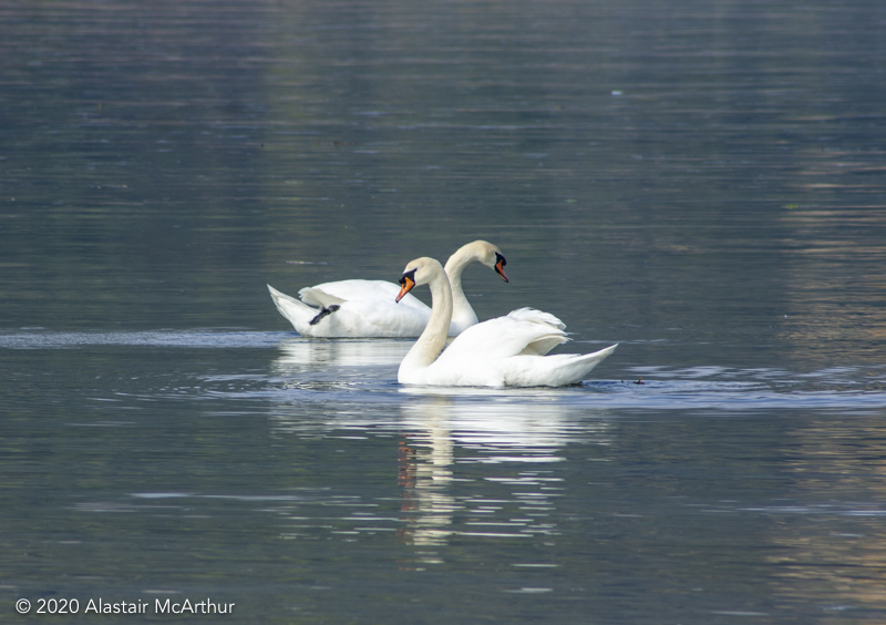 White swans passing. Edinburgh 2011.