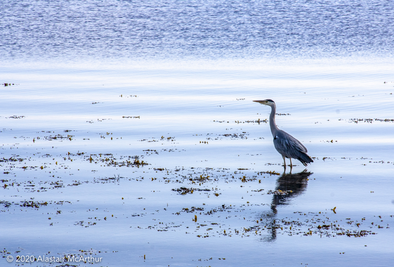 Grey Heron on blue sea. Sannox Bay, Arran 2014.