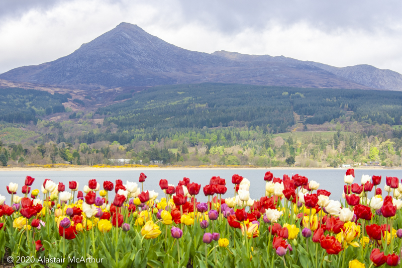 Goatfell with Tulips. Brodick, Arran 2012.